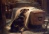 A Dog’s Undying Devotion: The Emotional Depth of The Old Shepherd’s Chief Mourner