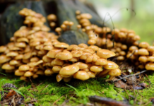 Here’re 10 Facts You Didn’t Know about Mushrooms!